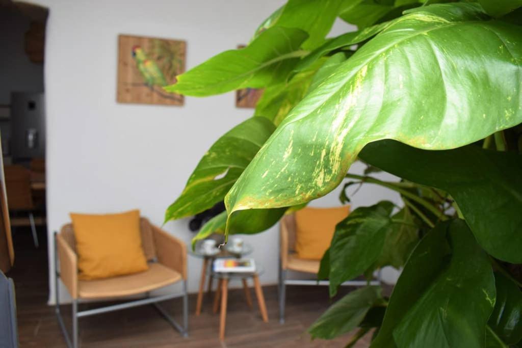 La Casa Vieja Villa Arafo Bagian luar foto